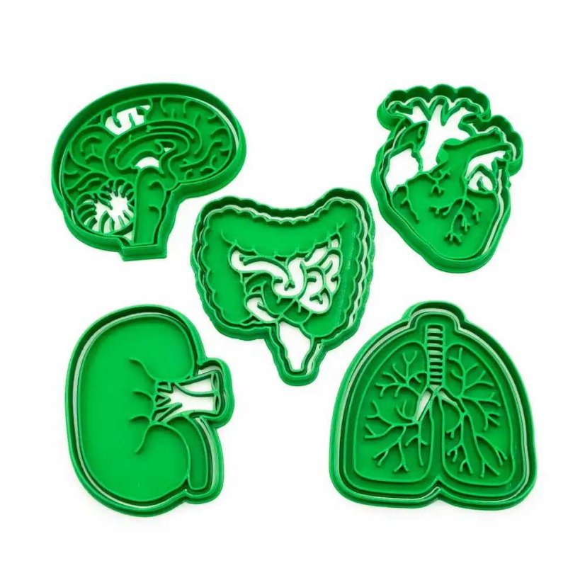 Lidské orgány | sada vykrajovátek