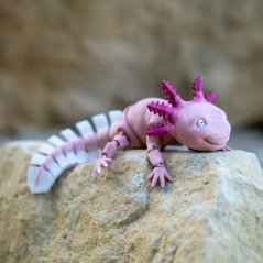 Axolotl | pohyblivá 3D omalovánka + barvy a štětec