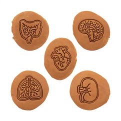 Lidské orgány | sada vykrajovátek